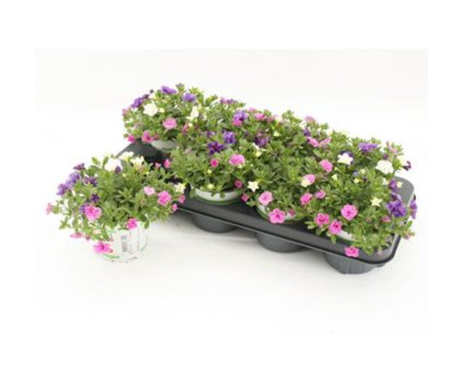 CALIBRACHOA PETTICOAT