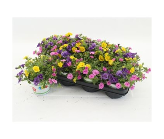 CALIBRACHOA PETTICOAT