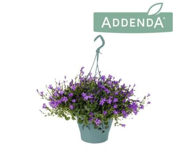 CAMPANULE AMBELLA PURPLE SUSP