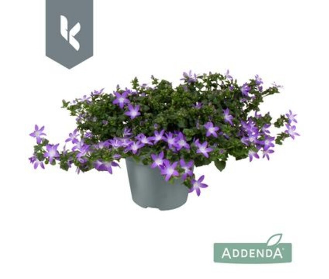 CAMPANULE ADANSA PURPLE