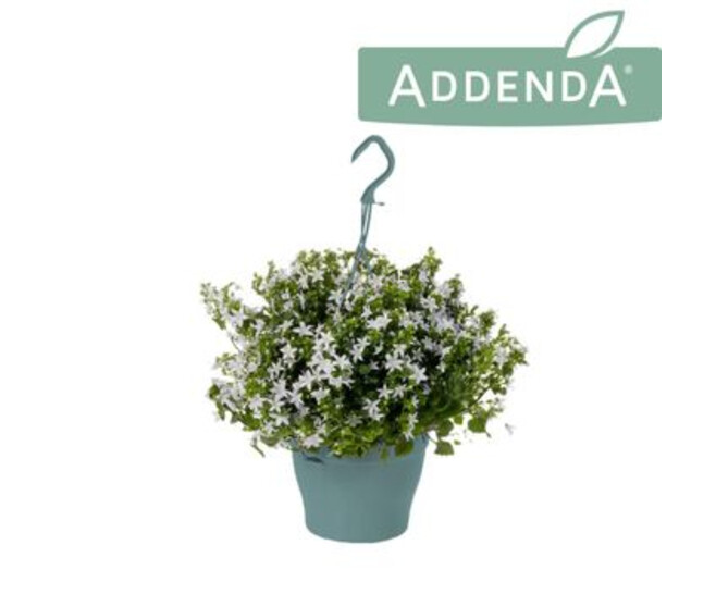 CAMPANULE AMBELLA BLANCHE SUSP