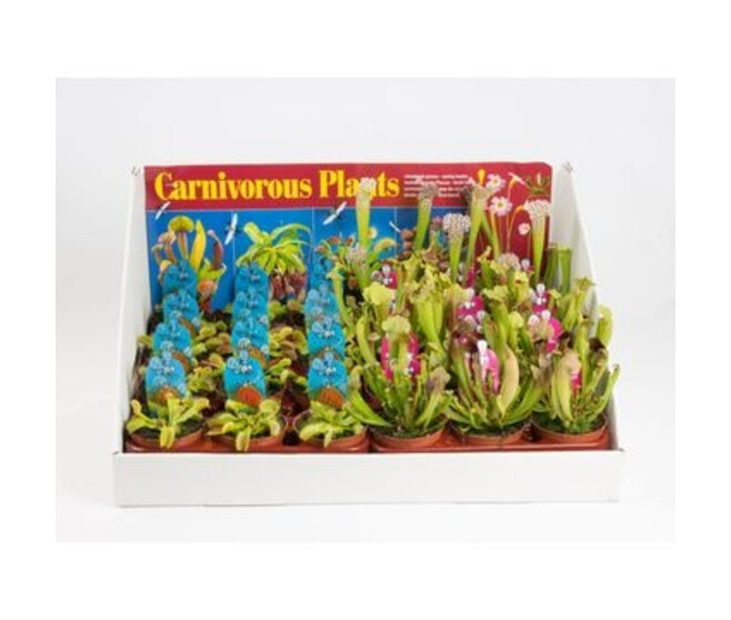 PLANTES CARNIVORES CARTON