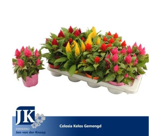 CELOSIE KELOS FIRE VARIE