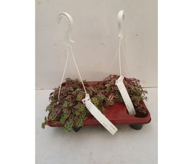 CRASSULA MARGINALIS SUSP