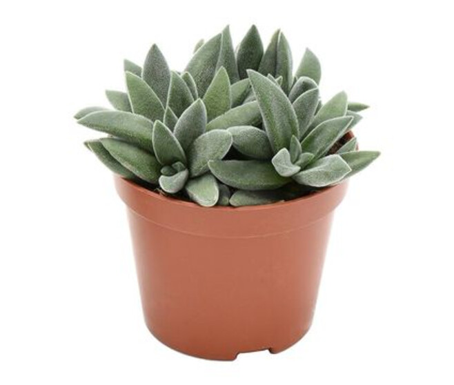 CRASSULA TARANTULA