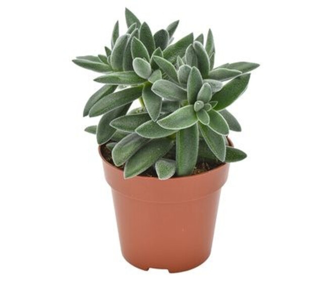 CRASSULA TARANTULA