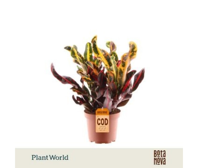 CROTON MAMMI