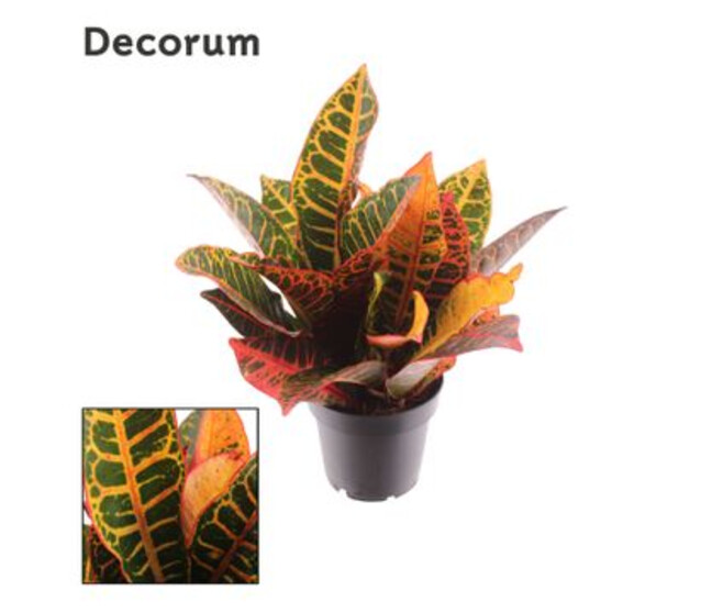 CROTON PETRA