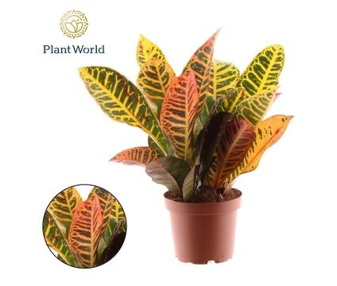CROTON PETRA