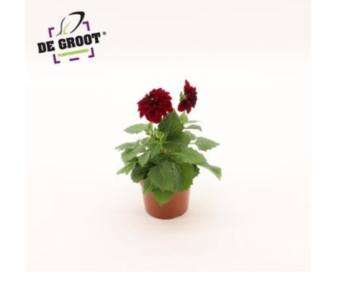 DAHLIA PATTY