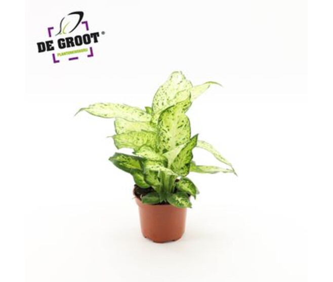 DIEFFENBACHIA AMY