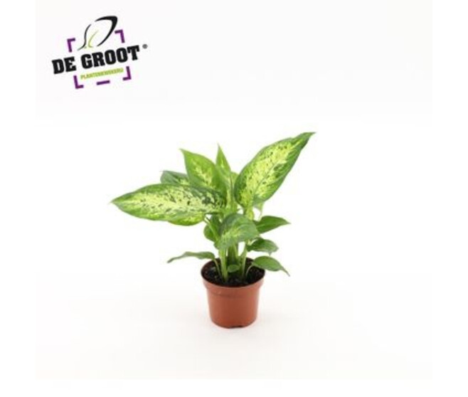 DIEFFENBACHIA COMPACTA