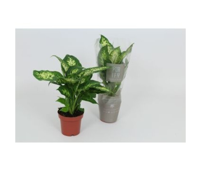 DIEFFENBACHIA COMPACTA
