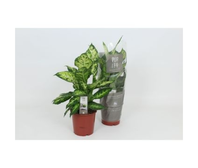 DIEFFENBACHIA SUBLIME