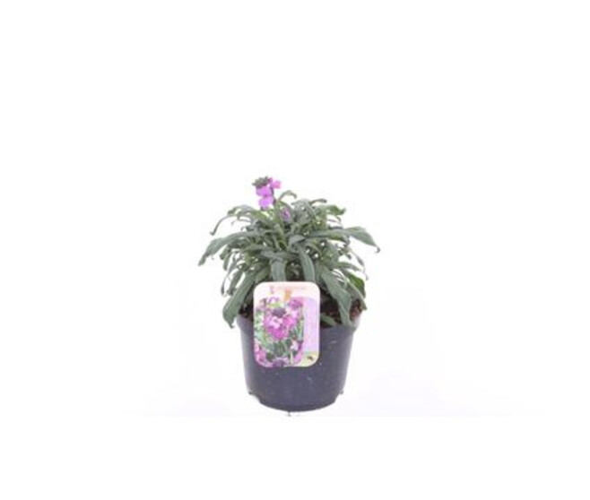 ERYSIMUM MAUVE