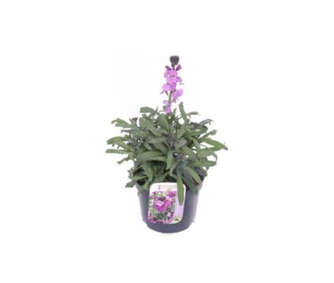 ERYSIMUM MAUVE