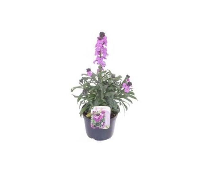 ERYSIMUM MAUVE