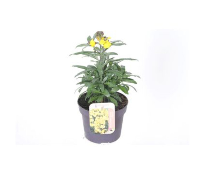 ERYSIMUM SUNSHINE