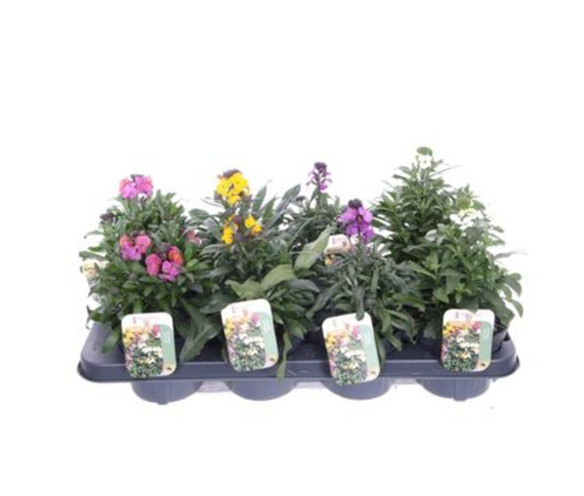 ERYSIMUM LINIFOLIUM VARIE