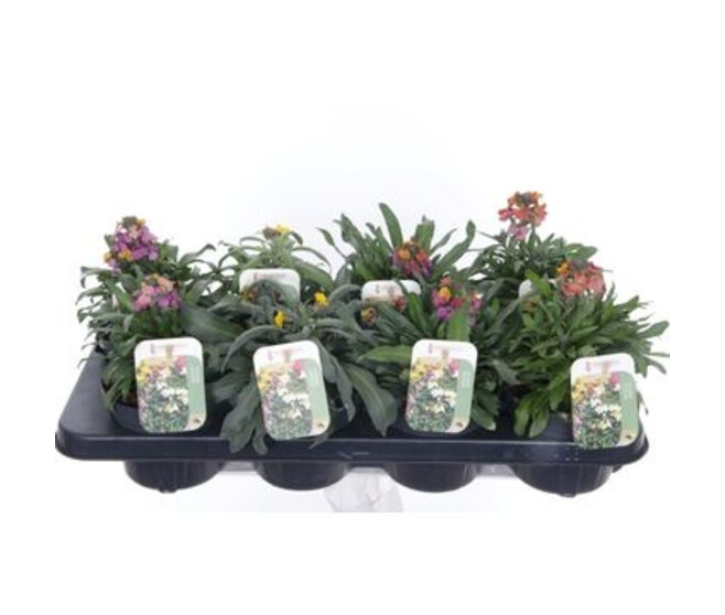 ERYSIMUM LINIFOLIUM VARIE