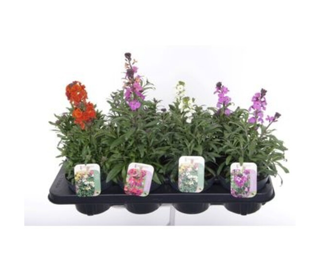 ERYSIMUM LINIFOLIUM VARIE