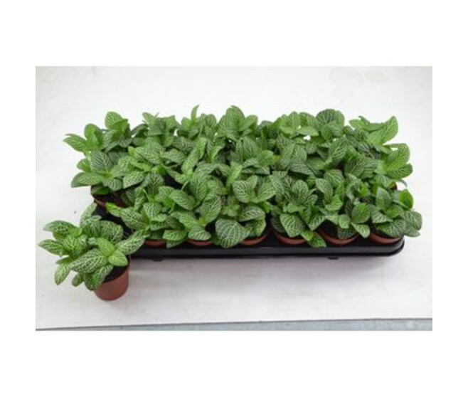 FITTONIA BIANCO VERDE