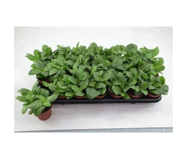 FITTONIA BIANCO VERDE
