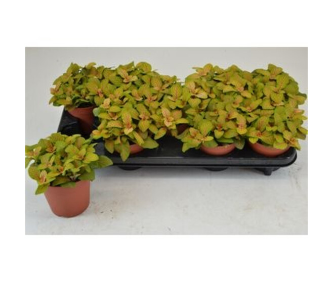 FITTONIA SKELETON