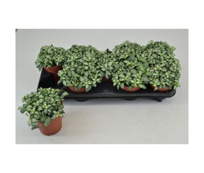 FITTONIA WHITE TIGER