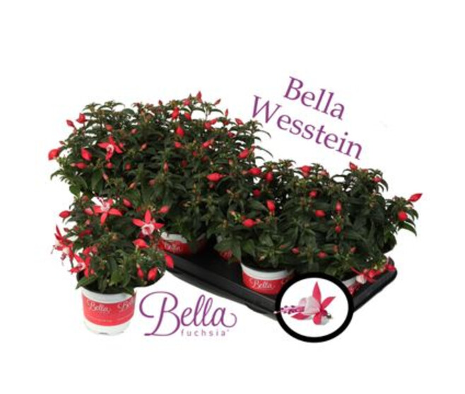 FUCHSIA EVITA