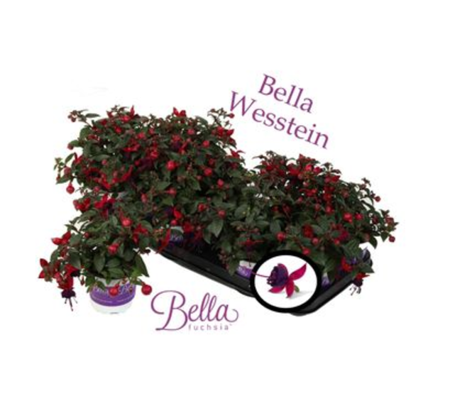 FUCHSIA SOILA