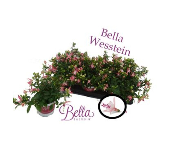 FUCHSIA SOPHIA SUSP