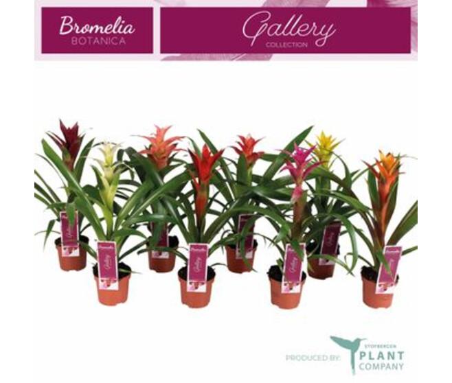 GUZMANIA VARIE