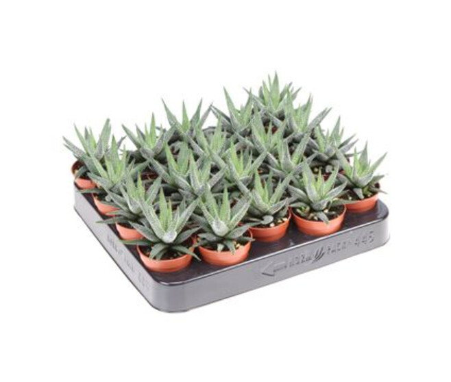 CACTUS HAWORTHIA CONCOLOR