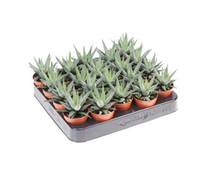CACTUS HAWORTHIA CONCOLOR