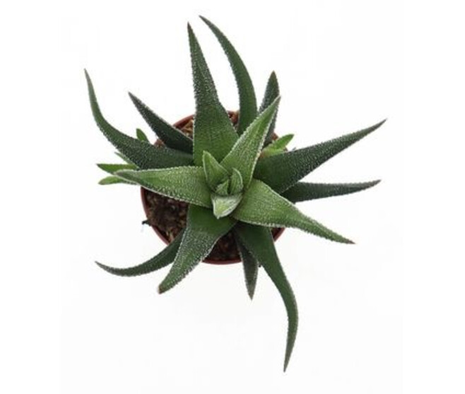 CACTUS HAWORTHIA CONCOLOR