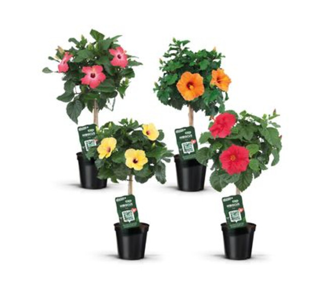 HIBISCUS TIGE VARIE