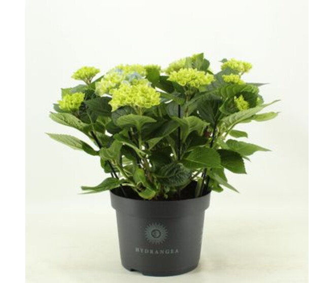 HORTENSIA RIVER 10FL+