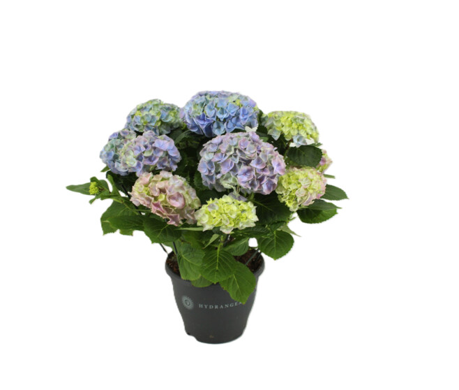 HORTENSIA RIVER 10FL+