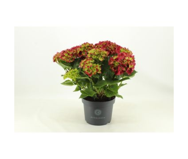 HORTENSIA TORNADO 10FL+