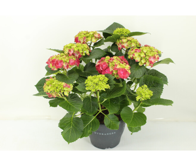 HORTENSIA TORNADO 10FL+