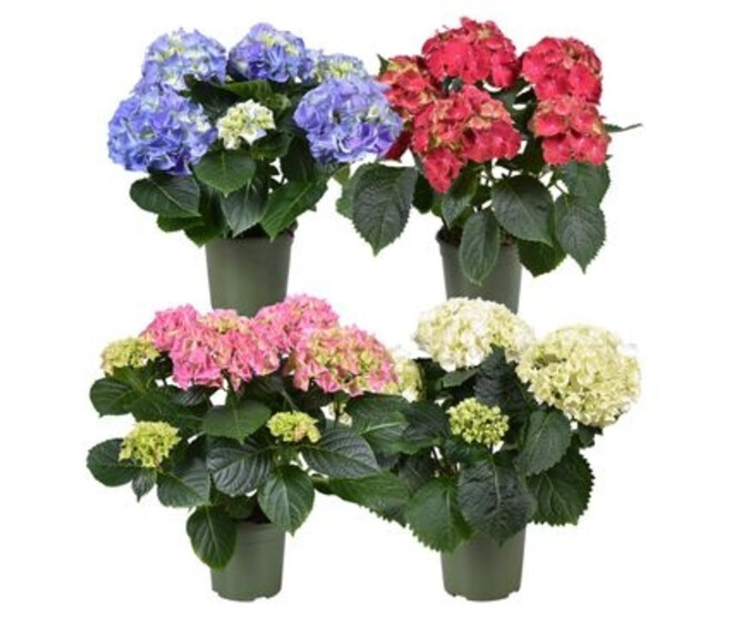 HORTENSIA 5/7FL VARIE
