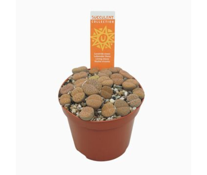 CACTUS LITHOPS