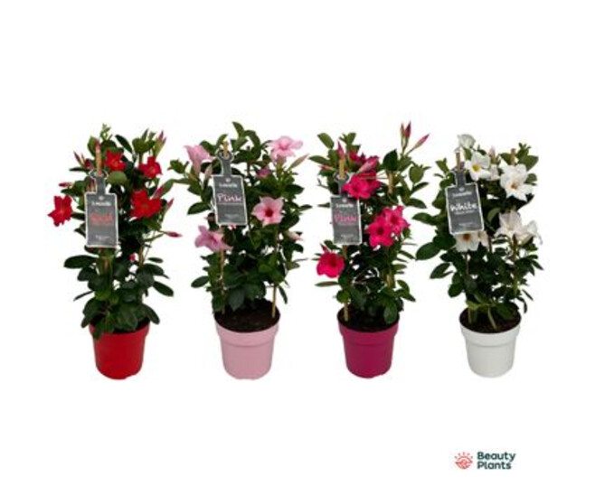 DIPLADENIA COLLECTION PYRAM
