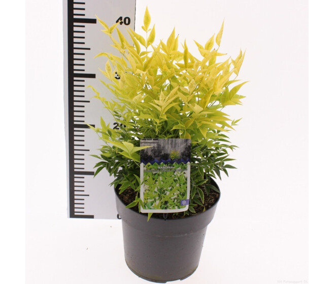 NANDINA DOMESTICA