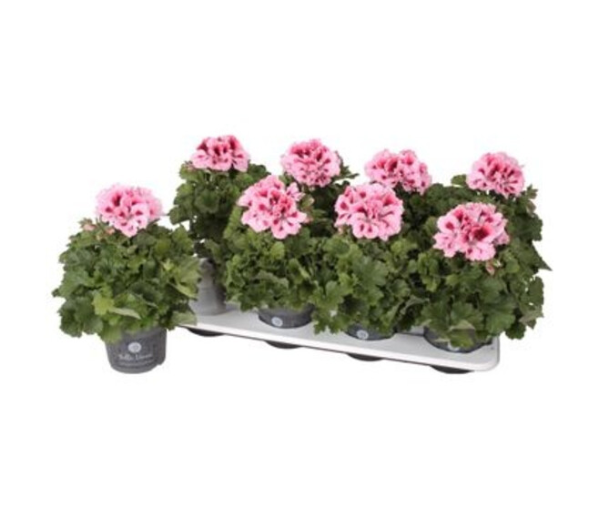 PELARGONIUM GRANDIFLORUM ROSE