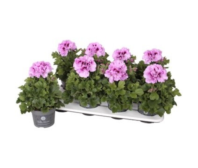 PELARGONIUM GRANDIFLORUM VIOLET CLAIR