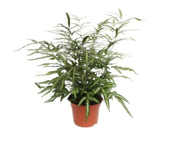 PTERIS ALBOLINEATA