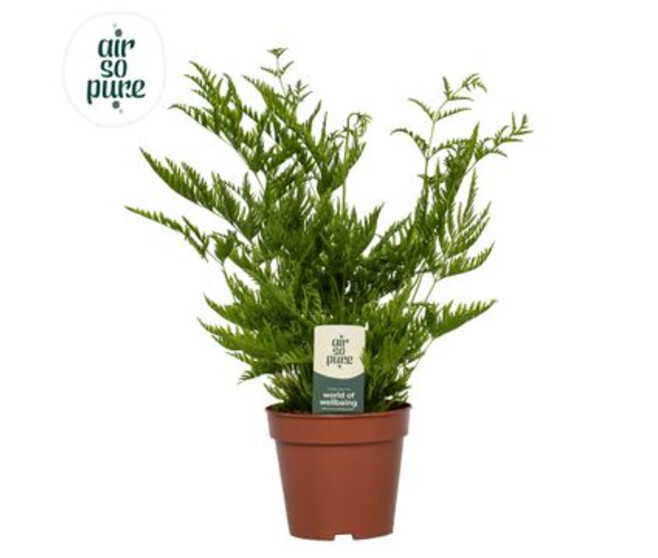 PTERIS STRAMINEA