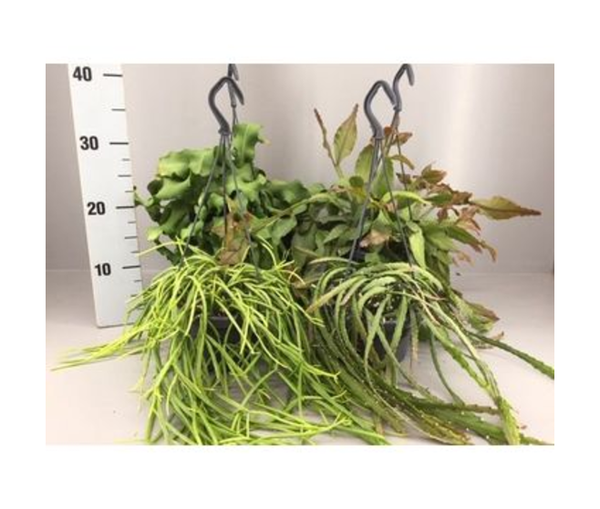 RHIPSALIS VARIE